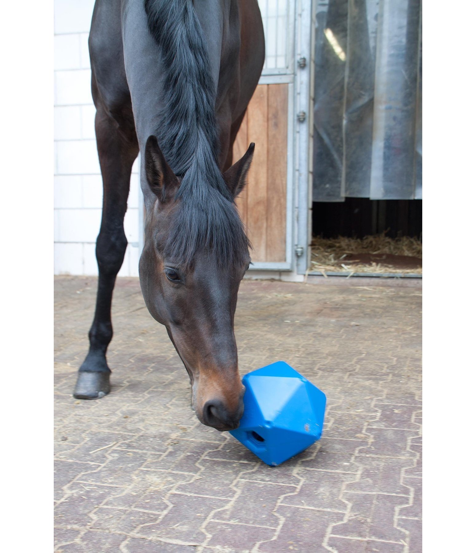 Leckerli- und Beschäftigungsball für Pferde