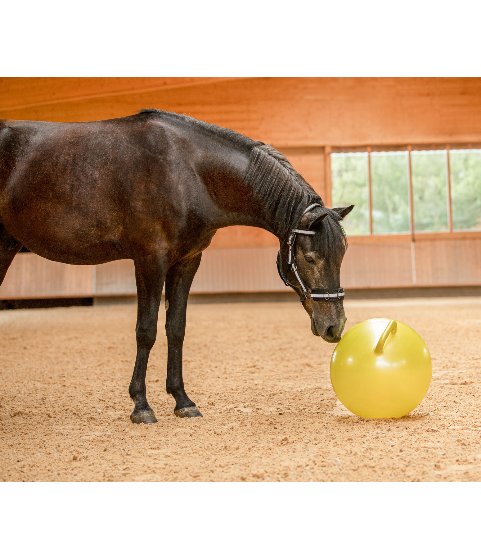 Pferdespielball Fruitstar Spielball für Pferde Pony Ball Minze Apfel Aroma % AV 
