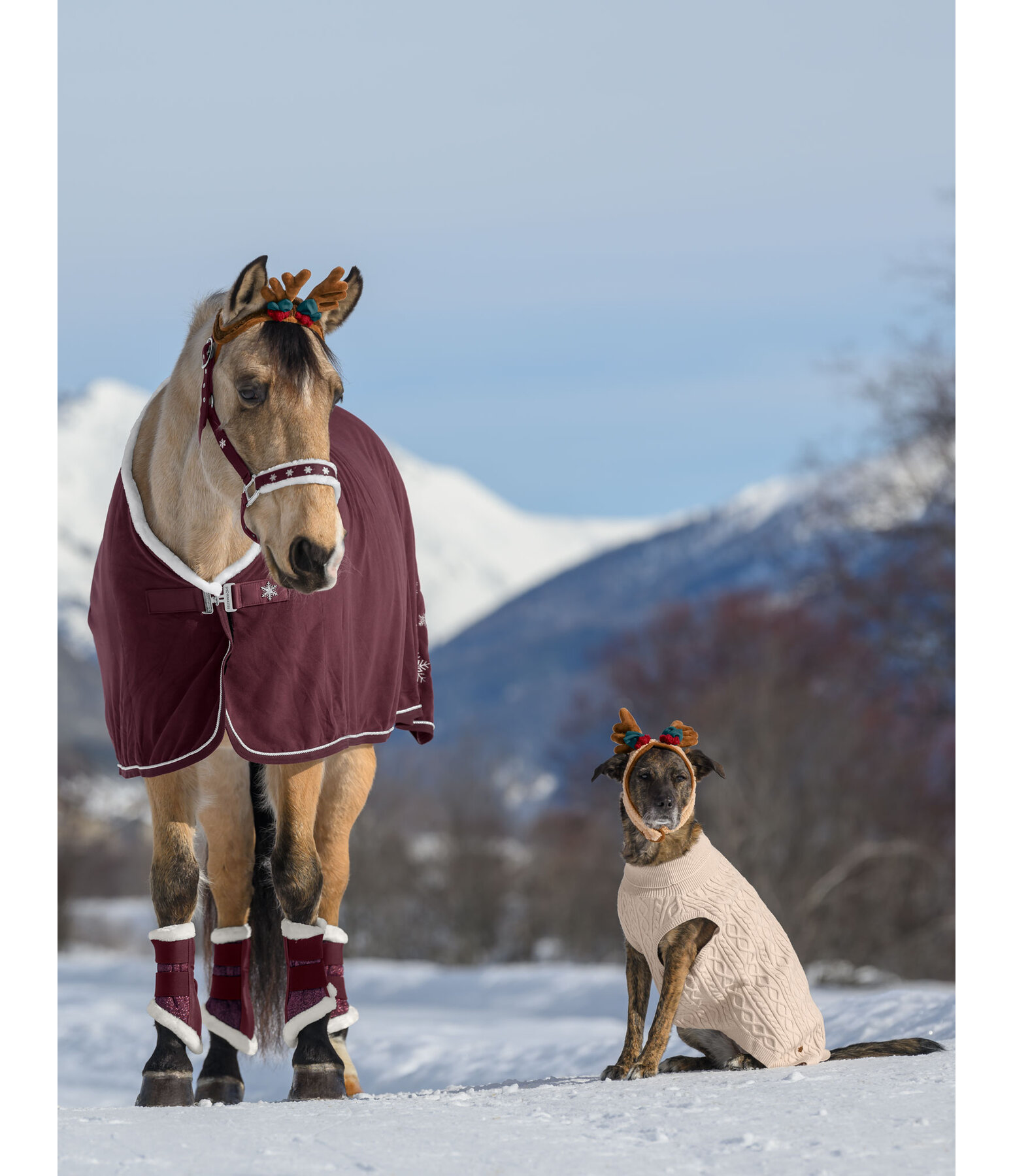 Adventskalender für Pferde