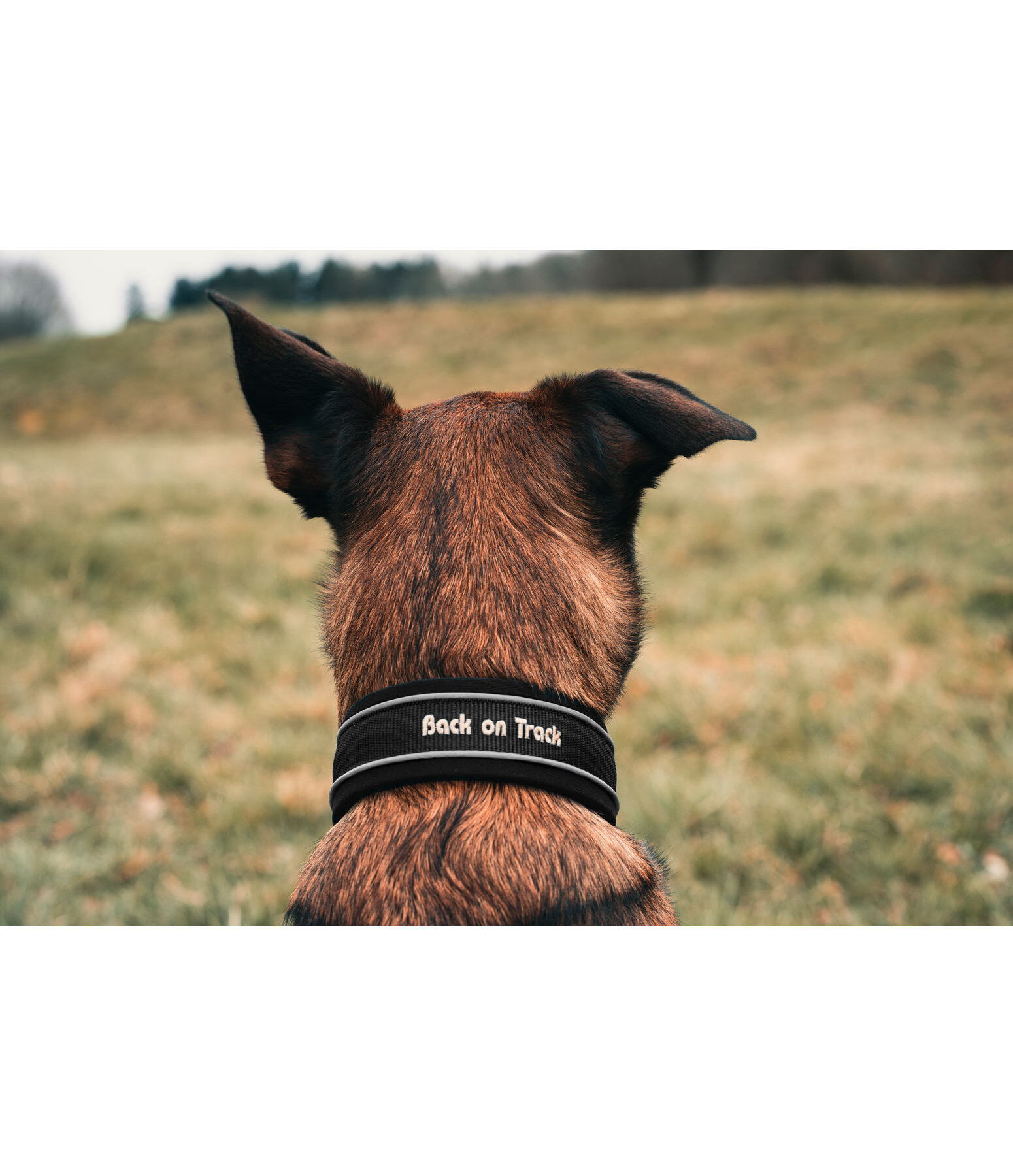 Zugstop-Hunde-Halsband Charlie