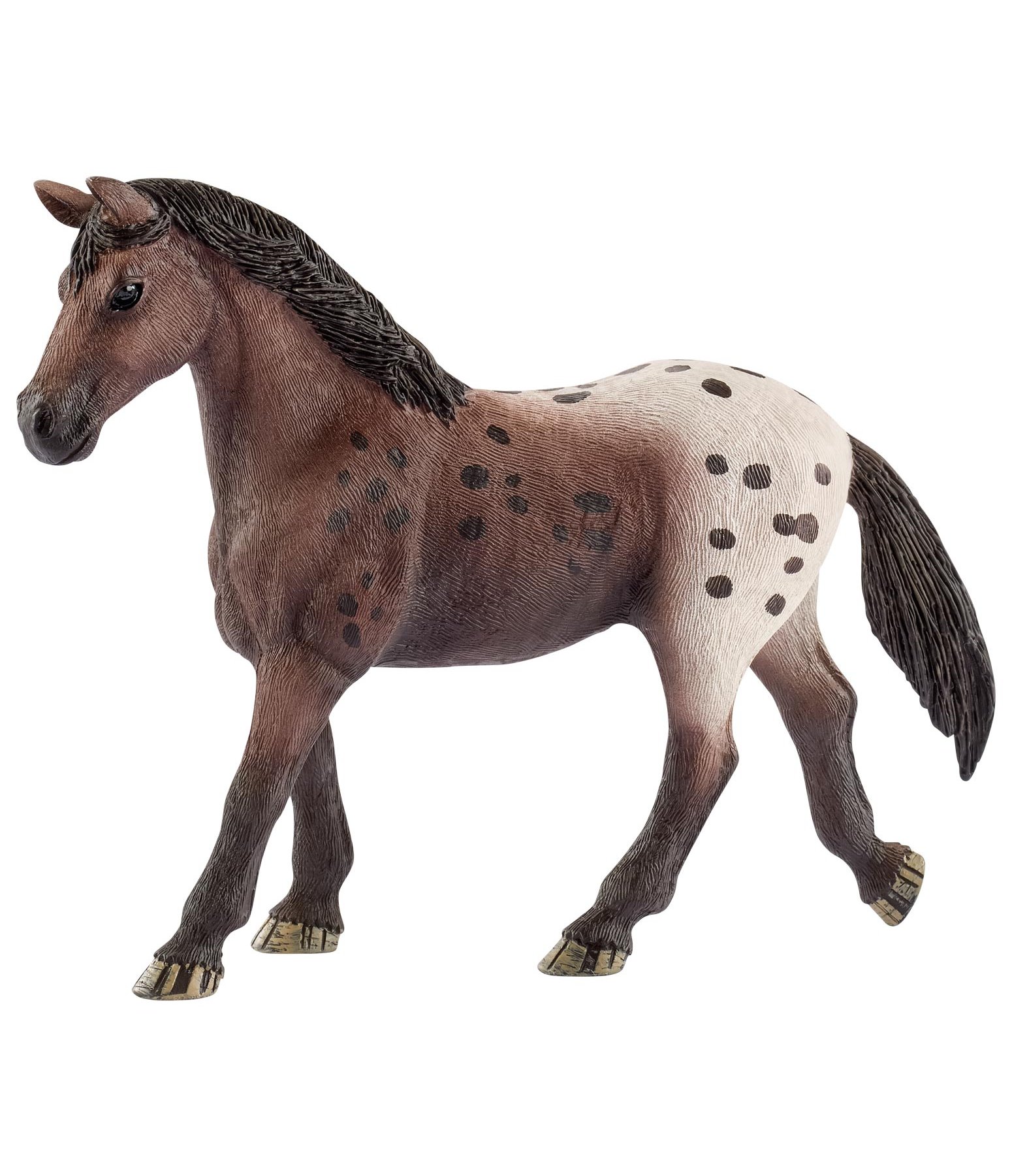 Appaloosa Stute