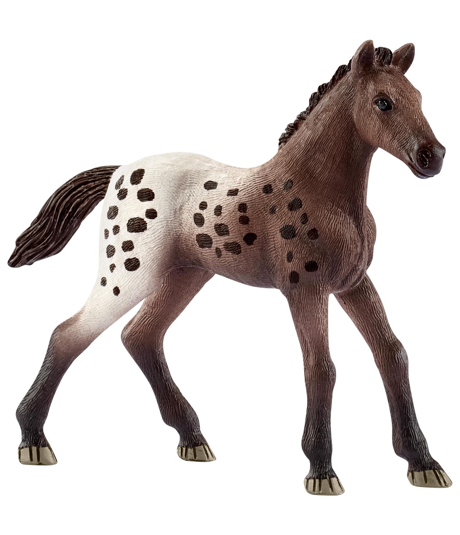 Appaloosa Fohlen