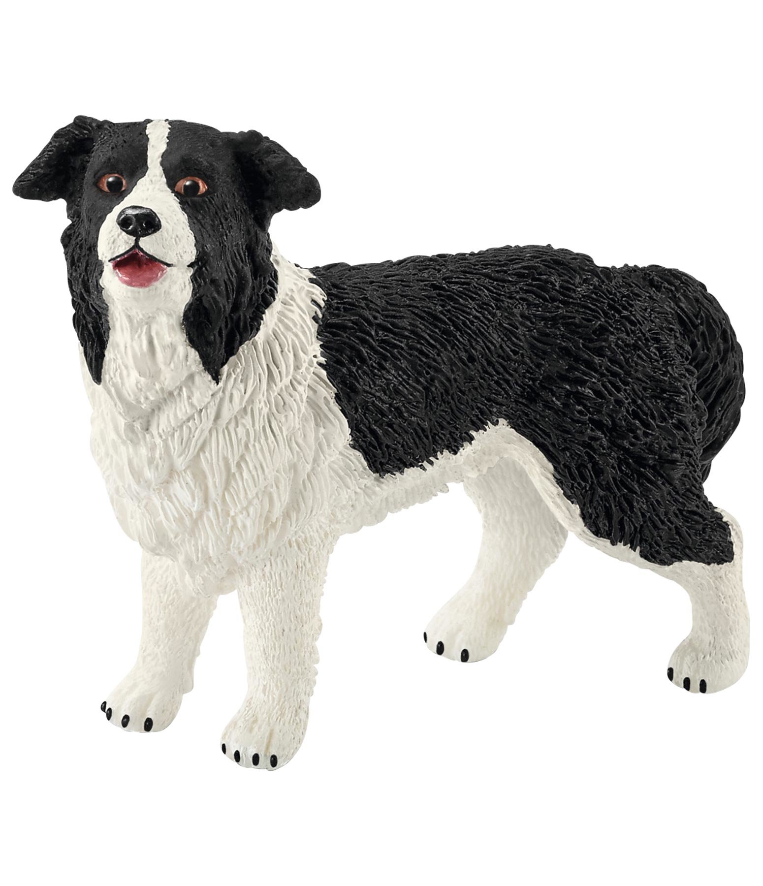 Border-Collie
