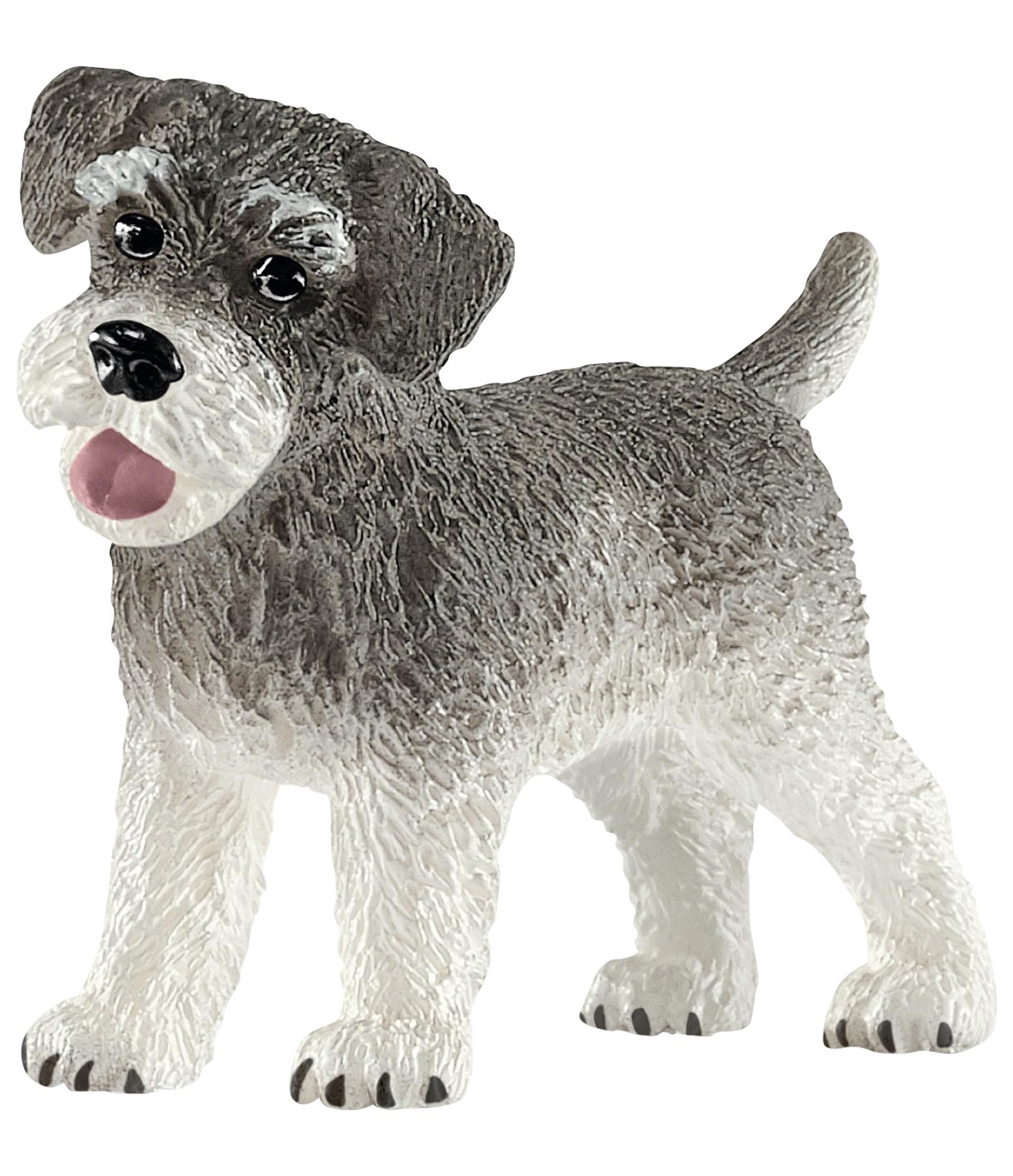Zwergschnauzer