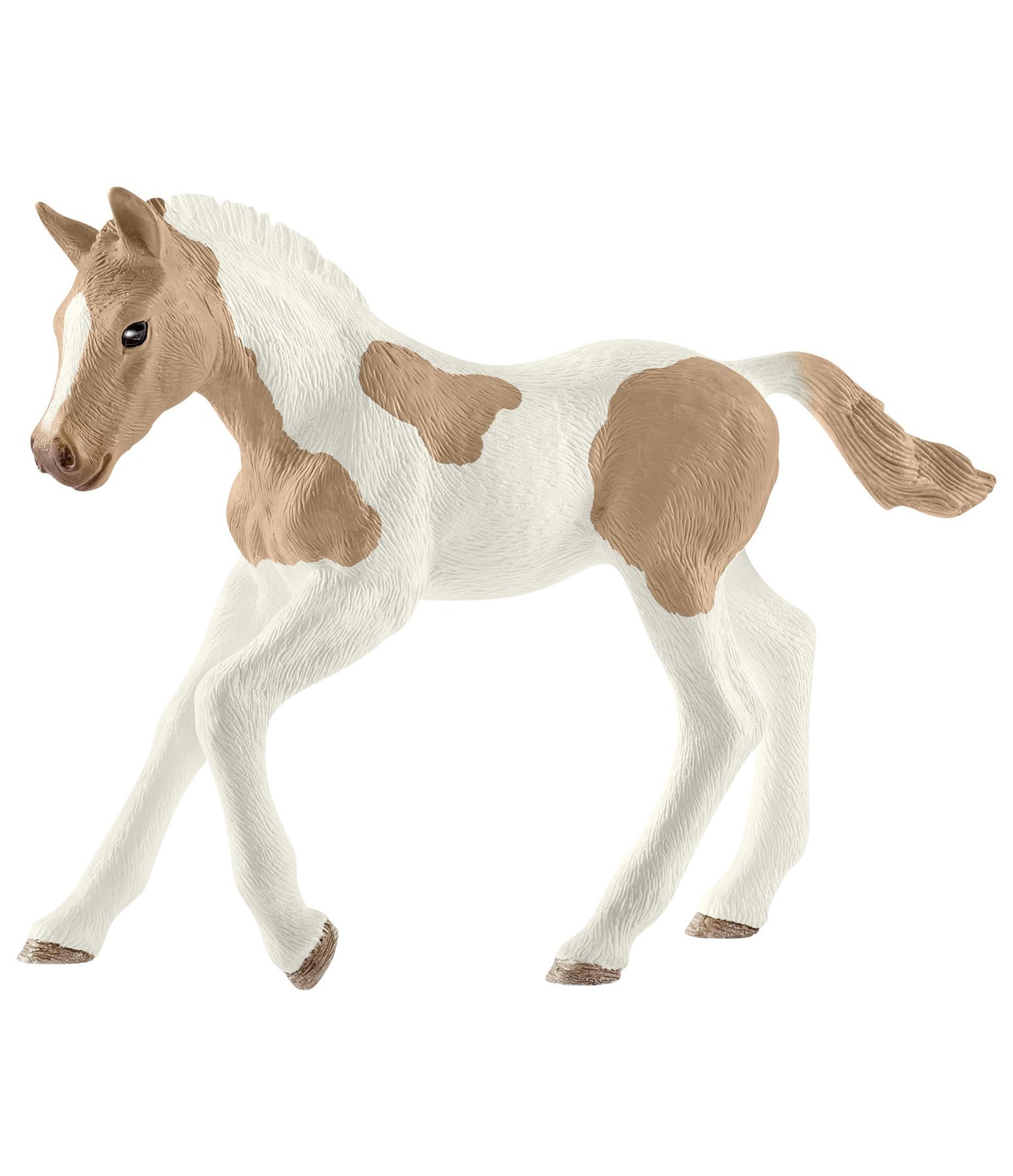Paint Horse Fohlen