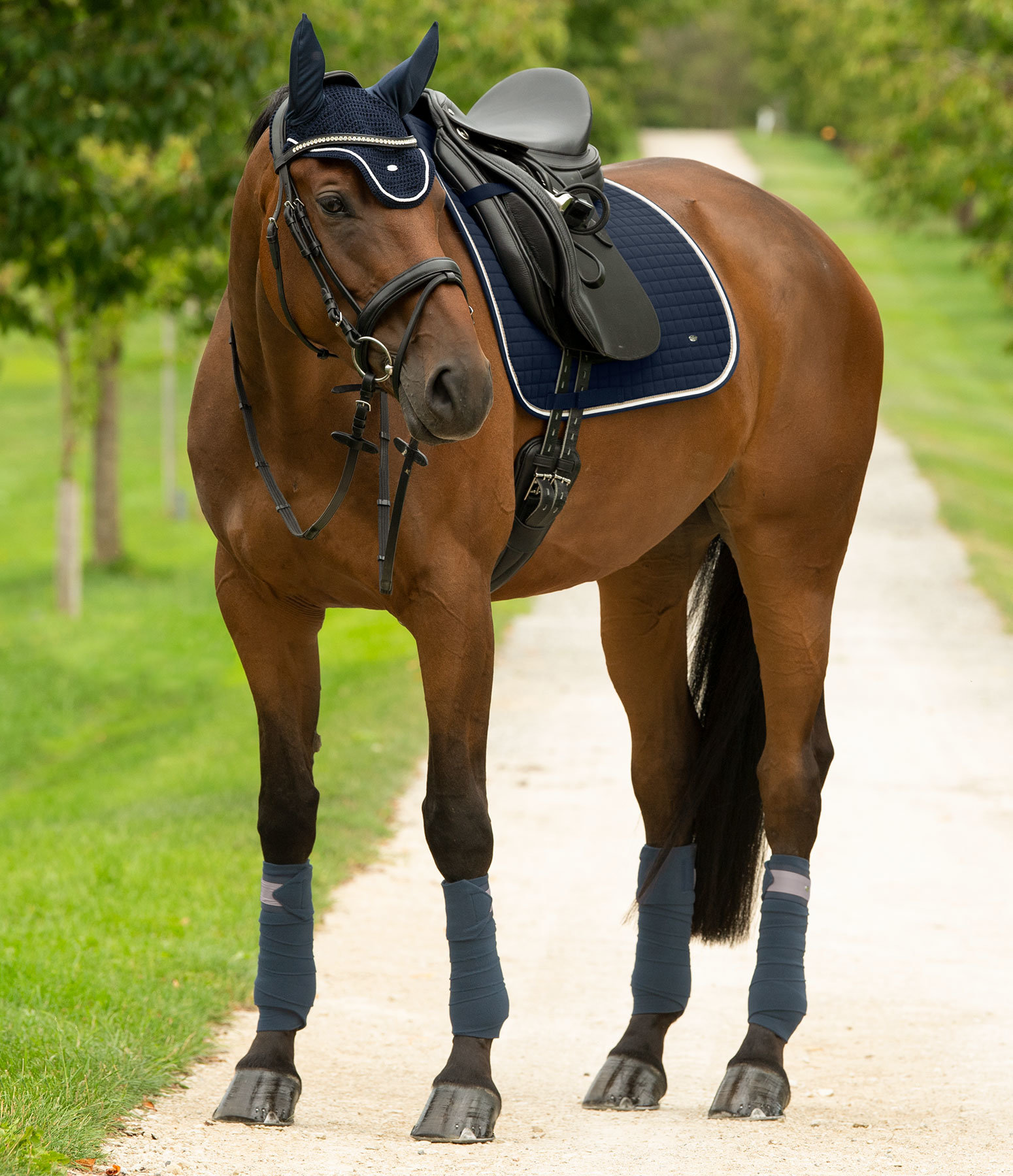 SHOWMASTER Basic in Navy