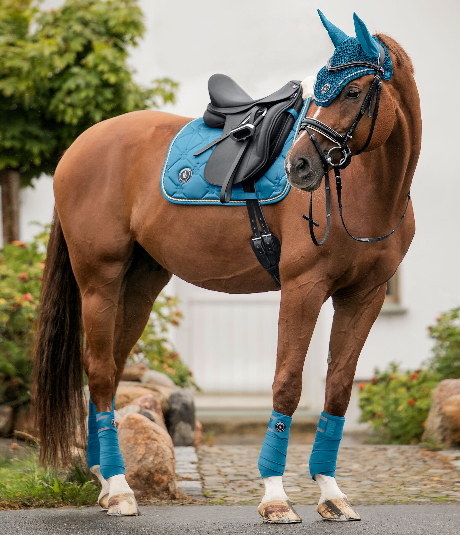 Outfit Felix Bühler Equestrian Sports in kobalt