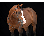 Mix & Match Futurity Knot Browband Crystal