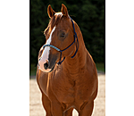 Knotenloses Halfter Bonny