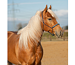 Knotenloses Halfter Bonny