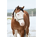 Knotenloses Halfter Bonny