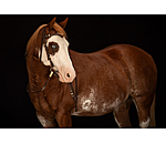 Westernkopfstck Rawhide