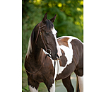 Trainingskopfst�ck Harness