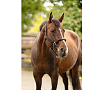 Hybrid Knotenhalfter