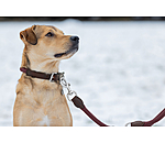 Hundehalsband Rope