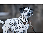 Hundehalsband Rope