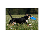 Hunde-Frisbee Runaway