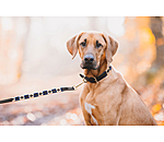Set: Leder-Hundehalsband und -leine Polo Sports