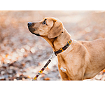 Set: Leder-Hundehalsband und -leine Polo Sports