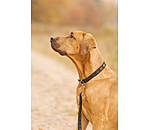 Set: Leder-Hundehalsband und -leine Polo Sports