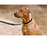 Set: Leder-Hundehalsband und -leine Polo Sports