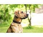 Leder-Hundehalsband Livorno