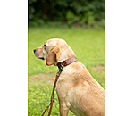 Leder-Hundehalsband Livorno