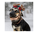 Weihnachtsgeweih Rudolph für Hunde