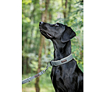Hundehalsband Becks