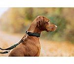 Hundehalsband Becks