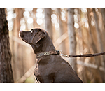 Hundehalsband Becks