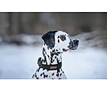 Hundehalsband Becks