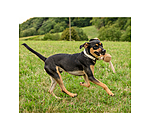 Wurf-Hundespielzeug Home Run