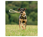 Wurf-Hundespielzeug Home Run