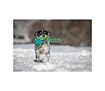 Zahnputz-Hundespielzeug Cleo