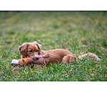 Hundespielzeug Kuschel-L�we Lio