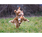 Hundespielzeug Kuschel-L�we Lio