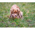 Hundespielzeug Kuschel-L�we Lio