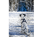 Hundegeschirr Piper