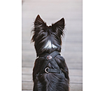 Hundegeschirr Piper