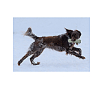 Trainingsdummy fr Hundes Nemo