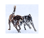 Trainingsdummy fr Hundes Nemo