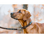 Hunde-Lederhalsband Nashville