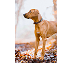 Hunde-Lederhalsband Nashville