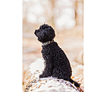 Hunde-Lederhalsband Nashville