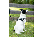 Norweger-Hundegeschirr Miley