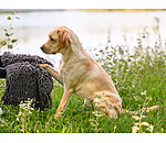 Multifunktionshandtuch Soulmate f�r Hunde