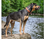 Hunde-Lederhalsband Chinook