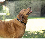 Waterproof Hundehalsband Mable