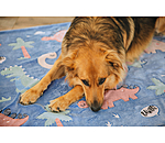 Hundedecke Glow in the Dark